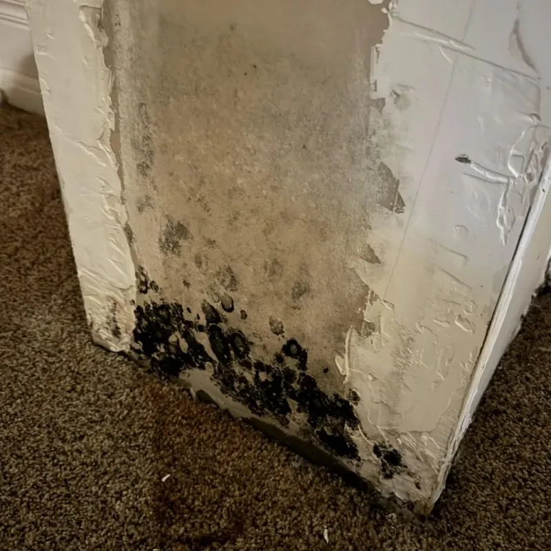 Professional Mold Removal in Wise, VA